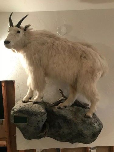 Full size mountain - , goat