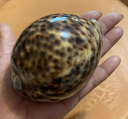 Large natural polished - large,