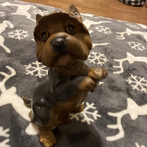 Yorkie puppy dog begging - yorkie,