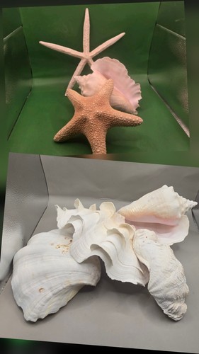 Lot large sea shells - of,