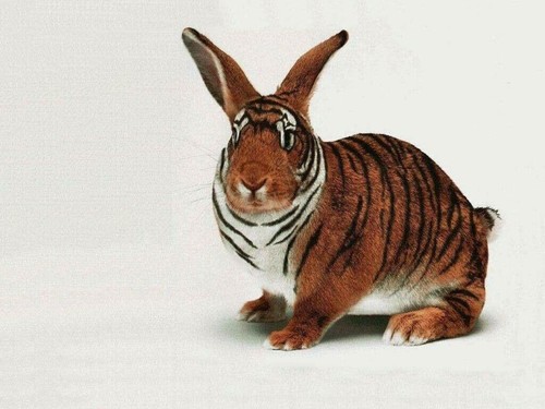 Tiger bunny glossy poster - bunny,