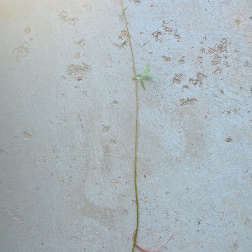 Weeping willow bare - weeping,