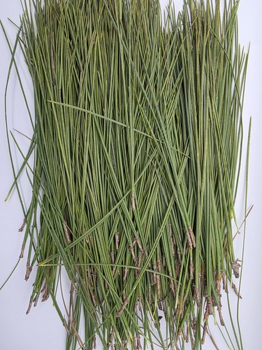 Fresh longleaf pine - longleaf,