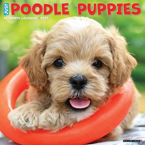 Poodle puppies 2027 12 - puppies,