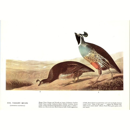 Valley quail 1941 - -,