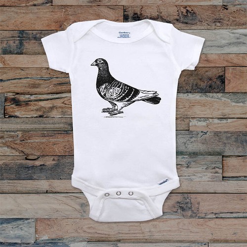 Bird pigeon pet animal - bird,