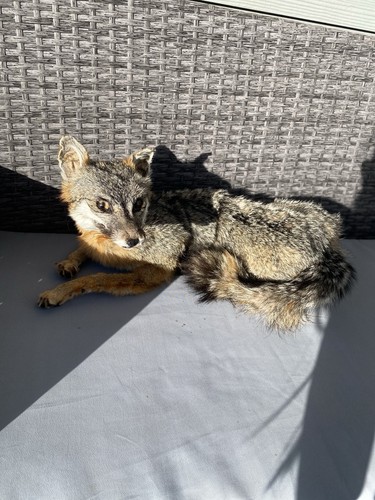 Fully poseable grey - fully,