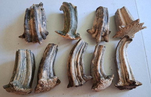 Xxl natural dried pumpkin - 9,