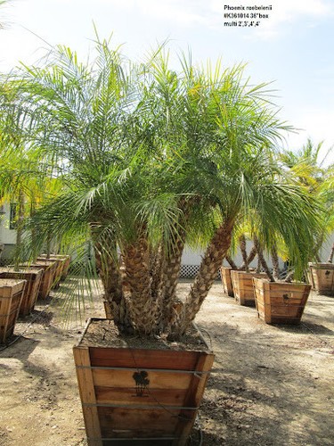 Pygmy date palm phoenix - pygmy,