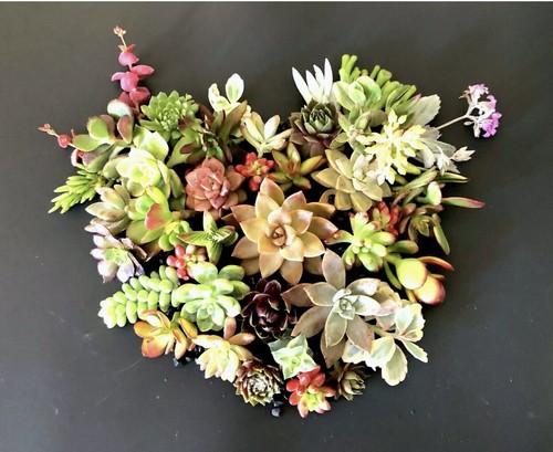 Beautiful colorful - 15,