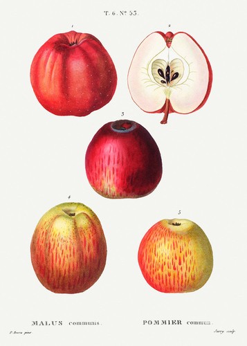 Botanical plant print apple - plant,