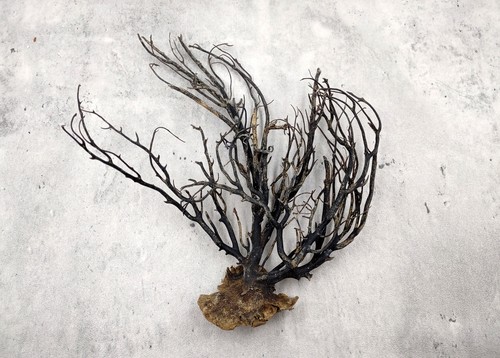 Black sea fan - black, coral