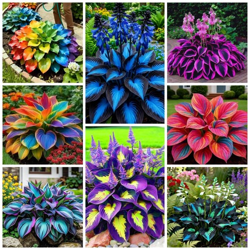 290 perennial hostas for - hostas,