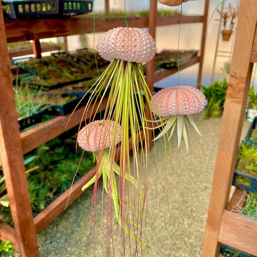 Hanging sea urchin - urchin, air