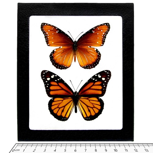 Danaus plexippus gilippus - danaus,