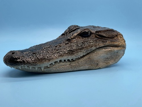 American alligator head closed - head,