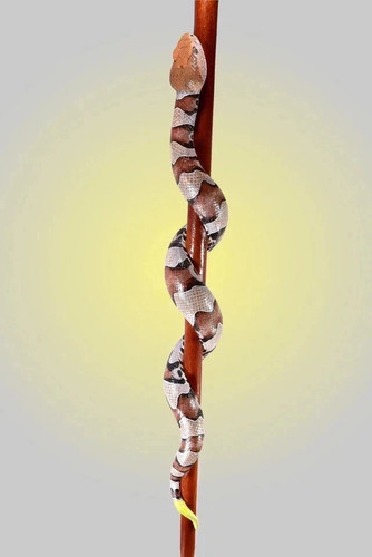 Hand carved wooden walking - hand-carved,