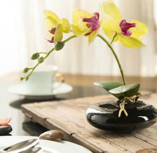 Seeds for yellow - 20, orchid
