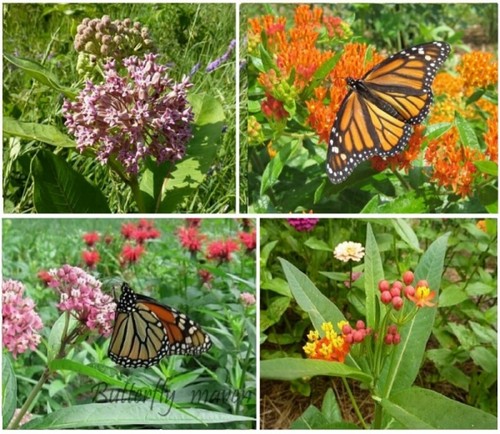Milkweed seed mix - seed, species