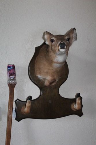 Whitetail doe deer head - whitetail,