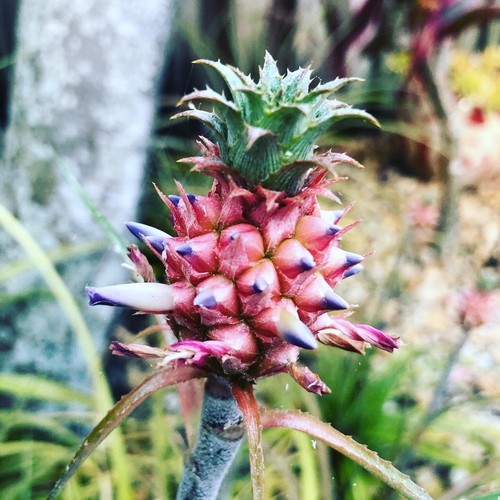 Rooted dwarf pineapple plant - rooted,