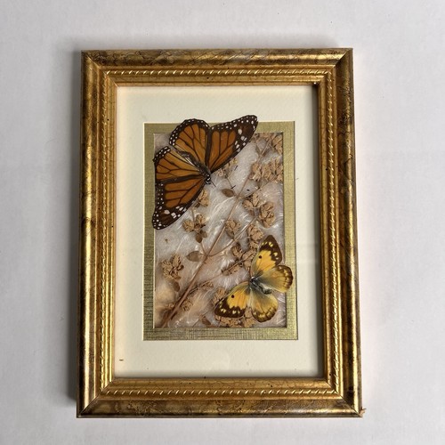 Vintage butterfly taxidermy - butterfly,