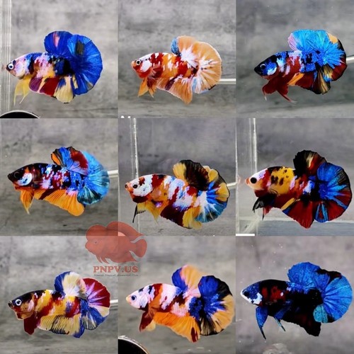 Hmpk koi galaxy - hmpk, betta