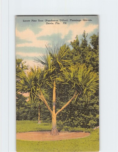 Postcard screw pine - postcard,