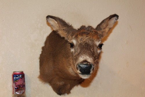 Yearling whitetail deer head - yearling,