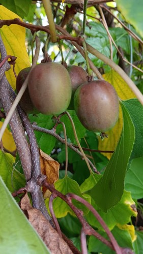 Hardy kiwi actinidia arguta - kiwi,