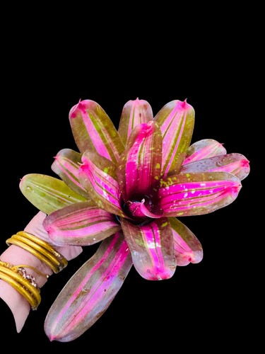 Neoregelia carnavalia - neoregelia, ‘carnavalia’