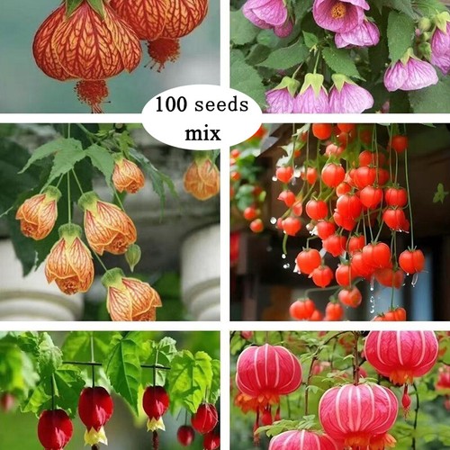 100 seeds mix lantern hibiscus - mix,