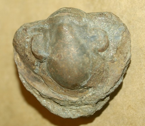 Enrolled nobiliasaphus - enrolled, sp.-