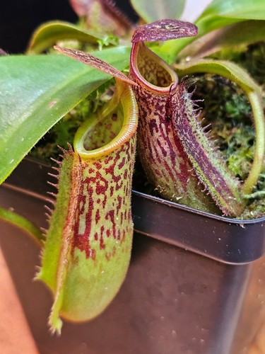 Nepenthes x - tiveyi),
