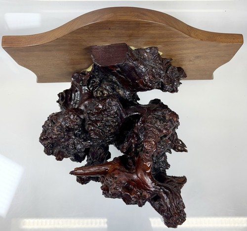 Live edge root - edge, wood