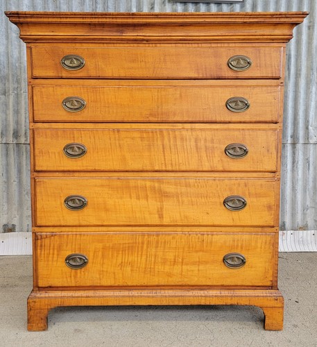 American chippendale tiger - american,