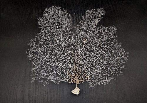White sea fan coral - fan, (1