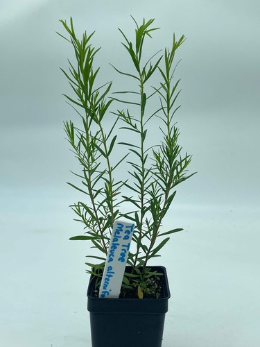 Tea tree starter - tree, 3"