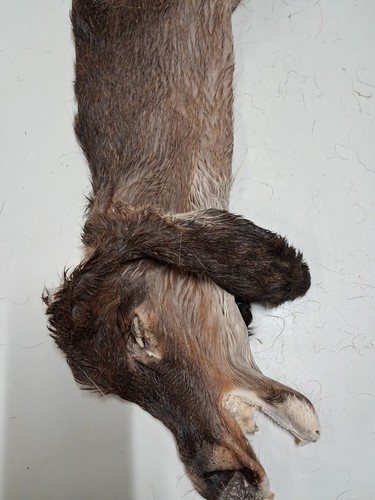 Taxidermy iowa deer - taxidermy,