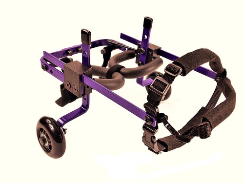 Pets and wheels - wheels, dog