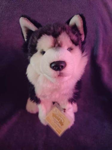 Signature siberian husky - siberian,
