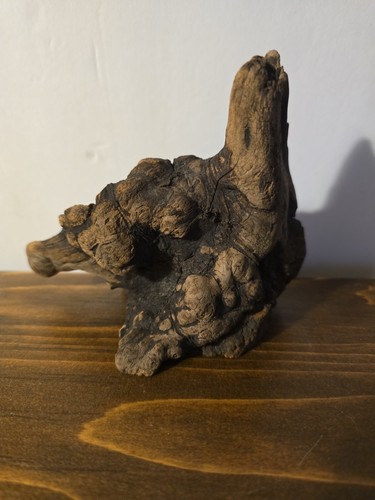 Manzanita burl root wood - manzanita,