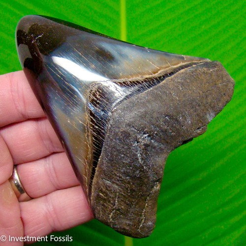 Megalodon shark tooth - 4.60",