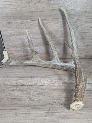 Whitetail deer antler shed - deer, 6