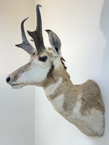 Large american pronghorn - large,