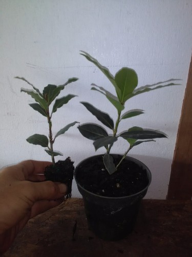 Laurus nobilis bay leaf - nobilis,