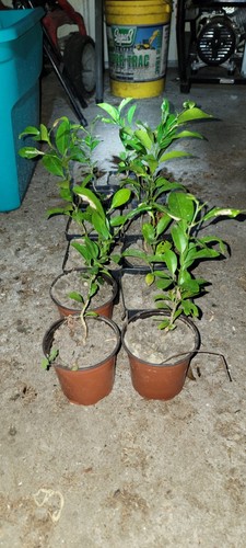 Two satsuma fruit tree real - two,