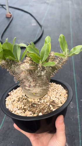 Euphorbia rossii trendy - euphorbia, rare