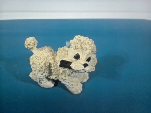 Kathy wise poodle - kathy, puppy