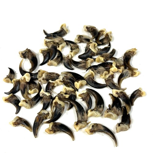 Lot assorted real coyote - assorted,